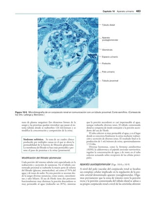 154017468-Anatomia-Humana-Garcia-Porrero-pdf.pdf