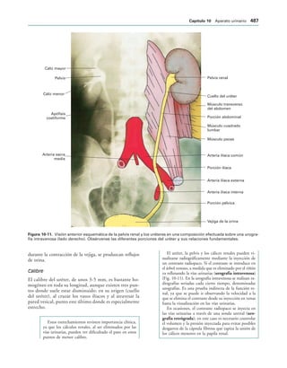 154017468-Anatomia-Humana-Garcia-Porrero-pdf.pdf