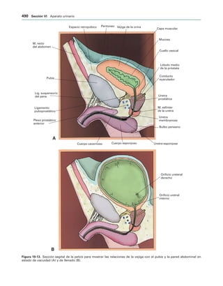 154017468-Anatomia-Humana-Garcia-Porrero-pdf.pdf