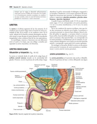 154017468-Anatomia-Humana-Garcia-Porrero-pdf.pdf