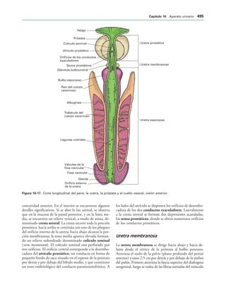 154017468-Anatomia-Humana-Garcia-Porrero-pdf.pdf
