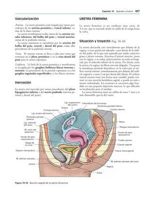 154017468-Anatomia-Humana-Garcia-Porrero-pdf.pdf
