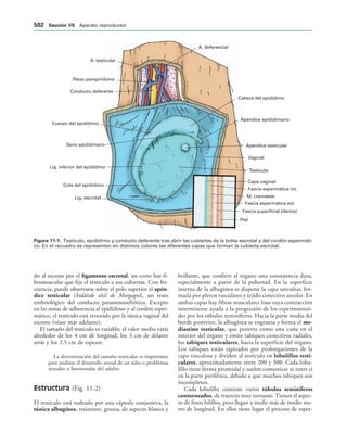 154017468-Anatomia-Humana-Garcia-Porrero-pdf.pdf