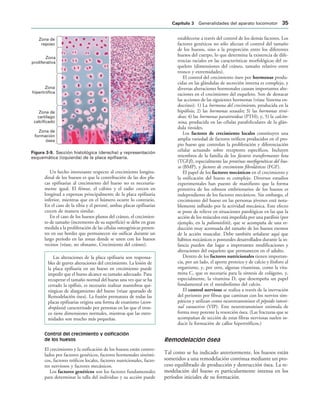 Zona de
reposo
Zona
proliferativa
Zona
hipertrófica
Zona de
cartílago
calcificado
Zona de
formación
ósea
IGURA   Sección histológica (derecha) y representación
esquemática (izquierda) de la placa epifisaria.
Un hecho interesante respecto al crecimiento longitu-
dinal de los huesos es que la contribución de las dos pla-
cas epifisarias al crecimiento del hueso no es necesaria-
mente igual. El fémur, el cúbito y el radio crecen en
longitud a expensas principalmente de la placa epifisaria
inferior, mientras que en el húmero ocurre lo contrario.
En el caso de la tibia y el peroné, ambas placas epifisarias
crecen de manera similar.
En el caso de los huesos planos del cráneo, el crecimien-
to de tamaño (incremento de su superficie) se debe en gran
medida a la proliferación de las células osteogénicas presen-
tes en sus bordes que permanecen sin osificar durante un
largo período en las zonas donde se unen con los huesos
vecinos (véase, no obstante, Crecimiento del cráneo).
Las alteraciones de la placa epifisaria son responsa-
bles de graves alteraciones del crecimiento. La lesión de
la placa epifisaria en un hueso en crecimiento puede
impedir que el hueso alcance su tamaño adecuado. Para
recuperar el tamaño normal del hueso una vez que se ha
cerrado la epífisis, es necesario realizar maniobras qui-
rúrgicas de alargamiento del hueso (véase apartado de
Remodelación ósea). La fusión prematura de todas las
placas epifisarias origina una forma de enanismo (acon-
droplasia) caracterizado por personas en las que el tron-
co tiene dimensiones normales, mientras que las extre-
midades son mucho más pequeñas.
Control del crecimiento y osificación
de los huesos
El crecimiento y la osificación de los huesos están contro-
lados por factores genéticos, factores hormonales sistémi-
cos, factores tróficos locales, factores nutricionales, facto-
res nerviosos y factores mecánicos.
Los factores genéticos son los factores fundamentales
para determinar la talla del individuo y su acción puede
establecerse a través del control de los demás factores. Los
factores genéticos no sólo afectan el control del tamaño
de los huesos, sino a la proporción entre los diferentes
huesos del cuerpo, lo que determina la existencia de dife-
rencias raciales en las características morfológicas del es-
queleto (dimensiones del cráneo, tamaño relativo entre
tronco y extremidades).
El control del crecimiento óseo por hormonas produ-
cidas en las glándulas de secreción interna es complejo, y
diversas alteraciones hormonales causan importantes alte-
raciones en el crecimiento del esqueleto. Son de destacar
las acciones de las siguientes hormonas (véase Sistema en-
docrino): 1) La hormona del crecimiento, producida en la
hipófisis; 2) las hormonas sexuales; 3) las hormonas tiroi-
deas; 4) las hormonas paratiroideas (PTH); y, 5) la calcito-
nina, producida en las células parafoliculares de la glán-
dula tiroides.
Los factores de crecimiento locales constituyen una
amplia variedad de factores tróficos producidos en el pro-
pio hueso que controlan la proliferación y diferenciación
celular actuando sobre receptores específicos. Incluyen
miembros de la familia de los factores transformantes beta
(TGFb), especialmente las proteínas morfogenéticas del hue-
so (BMP), y factores de crecimiento fibrolásticos (FGF).
El papel de los factores mecánicos en el crecimiento y
la osificación del hueso es complejo. Diversos estudios
experimentales han puesto de manifiesto que la forma
primitiva de los esbozos embrionarios de los huesos es
independiente de los factores mecánicos. Sin embargo, el
crecimiento del hueso en las personas jóvenes está nota-
blemente influido por la actividad mecánica. Este efecto
se pone de relieve en situaciones patológicas en las que la
acción de los músculos está impedida por una parálisis (por
ejemplo, en la poliomielitis), que se acompaña de una re-
ducción muy acentuada del tamaño de los huesos exentos
de la acción muscular. Debe también señalarse aquí que
hábitos mecánicos o posturales desarrollados durante la in-
fancia pueden dar lugar a importantes modificaciones y
alteraciones del esqueleto que permanecen en el adulto.
Dentro de los factores nutricionales tienen importan-
cia, por un lado, el aporte proteico y de calcio y fósforo al
organismo, y, por otro, algunas vitaminas, como la vita-
mina C, que es necesaria para la síntesis de colágeno, y,
especialmente, la vitamina D, que desempeña un papel
fundamental en el metabolismo del calcio.
El control nervioso se realiza a través de la inervación
del periostio por fibras que caminan con los nervios sim-
páticos y utilizan como neurotransmisor el péptido intesti-
nal vasoactivo (VIP). Este neurotransmisor estimula de
forma muy potente la resorción ósea. (Las fracturas que se
acompañan de sección de estas fibras nerviosas suelen in-
ducir la formación de callos hipertróficos.)
Remodelación ósea
Tal como se ha indicado anteriormente, los huesos están
sometidos a una remodelación continua mediante un pro-
ceso equilibrado de producción y destrucción ósea. La re-
modelación del hueso es particularmente intensa en los
períodos iniciales de su formación.
#APÓTULO  Generalidades del aparato locomotor 
 