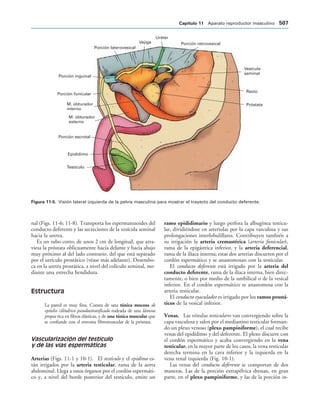 154017468-Anatomia-Humana-Garcia-Porrero-pdf.pdf