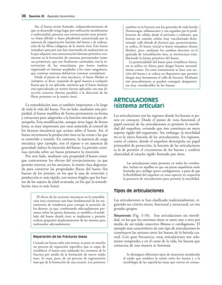 Así, el hueso recién formado, independientemente de
que su desarrollo tenga lugar por osificación membranosa
o endocondral, presenta una estructuración muy primiti-
va (hueso fibrilar o hueso plexiforme) caracterizada por la
ausencia de organización laminar del hueso y de ordena-
ción de las fibras colágenas de la matriz ósea. Este hueso
inmaduro pasa por una fase intermedia de maduración en
la que adquiere una estructuración laminar primitiva con-
sistente en la formación de osteonas provisionales (osteo-
nas primitivas), que son finalmente sustituidas, tras la in-
tervención de los osteoclastos, por hueso maduro
organizado en laminas acopladas a los vasos sanguíneos,
que contiene osteonas definitivas (osteonas secundarias).
Desde el punto de vista mecánico, el hueso fibrilar es
isotrópico, es decir, responde de igual manera a cualquier
fuerza que le sea aplicada, mientras que el hueso laminar
está especializado en resistir fuerzas aplicadas con una di-
rección concreta (fuerzas paralelas a la dirección de las
fibras presentes en la matriz ósea).
La remodelación ósea es también importante a lo largo
de toda la vida del hueso. Por un lado, mediante esta pro-
piedad, el hueso modifica de forma permanente su forma
y estructura para adaptarlas a la función mecánica que de-
sempeña. Esta modificación, aunque tiene lugar de forma
lenta, es muy importante por estar sometida al control de
los factores mecánicos que actúan sobre el hueso. Así, el
hueso incrementa la producción ósea en las zonas a las que
es sometido a tensión. En contraste, la ausencia de carga
mecánica (por ejemplo, tras el reposo o en ausencia de
gravedad) induce la resorción del hueso. La presión conti-
nua ejercida sobre un hueso promueve la resorción.
Por otro lado, mediante esta propiedad el hueso consi-
gue contrarrestar los efectos del envejecimiento, ya que
permite renovar, en los ancianos, la matriz ósea degenera-
da para conservar las propiedades físicas del hueso (los
huesos de los jóvenes, en los que la tasa de resorción y
producción es más rápida, son menos frágiles que los hue-
sos de los sujetos de edad avanzada, en los que la remode-
lación ósea es más lenta).
El efecto de las acciones mecánicas en la remodela-
ción ósea constituye una base fundamental de los tra-
tamientos de ortodoncia para corregir la posición de
los dientes, ya que, combinando adecuadamente pre-
siones sobre las piezas dentarias, se modifica el mode-
lado del hueso donde éstos se implantan y permite
realizar pequeños desplazamientos de las mismas para
realinearlas adecuadamente.
Reparación de las fracturas óseas
Cuando un hueso sufre una rotura, se pone en marcha
un proceso de reparación específico que es capaz de
restablecer el hueso roto soldando los extremos de la
fractura por medio de la formación de nuevo tejido
óseo. Se trata, pues, de un proceso de regeneración
más que de la formación de una cicatriz. Los primeros
cambios en la fractura son los generales de toda herida
(hemorragia, inflamación) y van seguidos por la proli-
feración de células desde el periostio y endostio, que
forman un cúmulo celular muy vascularizado deno-
minado callo blando de fractura que, posteriormente,
se osifica. El hueso inicial es hueso inmaduro (hueso
fibrilar), pero, mediante los cambios descritos en el
apartado de remodelación ósea, se reestructura resta-
bleciendo la forma primitiva del hueso.
La potencialidad del hueso para restablecer fractu-
ras se utiliza en clínica para alargar huesos anormal-
mente cortos. En estos tratamientos se hace una sec-
ción del hueso y se coloca un dispositivo que permita
alargar muy lentamente el callo de fractura. Mediante
este procedimiento se pueden conseguir alargamien-
tos muy considerables de los huesos.
ARTICULACIONES
(sistema articular)
Las articulaciones son las regiones donde los huesos se po-
nen en contacto. Desde el punto de vista funcional, el
papel esencial de las articulaciones es permitir la movili-
dad del esqueleto, evitando que éste constituya un mero
soporte rígido del organismo. Sin embargo, la movilidad
no es la única función de las articulaciones. En regiones,
como el cráneo, donde el esqueleto desempeña un papel
primordial de protección, la función de las articulaciones
es la de permitir el crecimiento de los huesos y conferir
elasticidad al estuche rígido formado por éstos.
Las articulaciones están presentes en todos los vertebra-
dos, incluso en aquéllos en que sus piezas esqueléticas están
formadas por cartílago (peces cartilaginosos), a pesar de que
la flexibilidad del esqueleto en estas especies no requeriría
la presencia de articulaciones para permitir la movilidad.
Tipos de articulaciones
Las articulaciones se han clasificado tradicionalmente, si-
guiendo un criterio mixto, funcional y estructural, en tres
grandes grupos:
Sinartrosis (Fig. 3-10). Son articulaciones sin movili-
dad, en las que los extremos óseos se unen uno a otro por
medio de un tejido conectivo fibroso o cartilaginoso. El
ejemplo más característico de este tipo de articulaciones lo
constituyen las uniones entre los huesos de la bóveda cra-
neal. Con gran frecuencia, estas articulaciones son sola-
mente temporales y en el curso de la vida, los huesos que
contactan de esta manera se fusionan.
Se distinguen diferentes tipos de sinartrosis atendiendo
al tejido que establece la unión entre los huesos y a la
morfología de las superficies óseas que entran en contac-
 3ECCIØN ))) Aparato locomotor
 