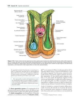 154017468-Anatomia-Humana-Garcia-Porrero-pdf.pdf