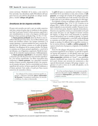 154017468-Anatomia-Humana-Garcia-Porrero-pdf.pdf