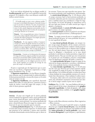 154017468-Anatomia-Humana-Garcia-Porrero-pdf.pdf