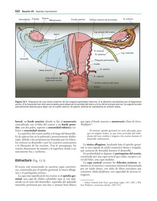 154017468-Anatomia-Humana-Garcia-Porrero-pdf.pdf