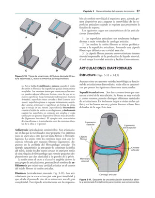 ! 
# $
IGURA   Tipos de sinartrosis. A) Sutura dentada; B) su-
tura escamosa; C) sutura armónica; D) esquindilesis.
Ligamento
capsular
Cápsula
fibrosa
Membrana
sinovial
Cartílago articular
Cavidad
articular
Ligamento
extracapsular
IGURA   Esquema de una articulación diartrodial abier-
ta y seccionada frontalmente para mostrar sus componentes.
to. Así se habla de sinfibrosis o suturas cuando el tejido
de unión es fibroso y las superficies quedan íntimamente
acopladas. Los extremos óseos que contactan en las sutu-
ras pueden adoptar diferentes formas, entre las que se in-
cluyen superficies óseas formando indentaciones (suturas
dentadas), superficies óseas cortadas a bisel (suturas esca-
mosas), superficies planas o rugosas íntimamente acopla-
das (suturas armónicas) o superficies en forma de cresta
que se encaja en una ranura (esquindilesis); sincondrosis
cuando el tejido de unión es cartilaginosos; y sindesmosis
cuando las superficies en contacto son amplias y están
unidas por un potente dispositivo fibroso muy desarrolla-
do (ligamento interóseo). El ejemplo más característico
de éstas últimas es la articulación entre los extremos dista-
les de la tibia y el peroné.
Anfiartrosis (articulaciones semimóviles). Son articulacio-
nes en las que la movilidad es muy pequeña y los extremos
óseos se unen uno a otro por un tejido fibroso o fibrocarti-
laginoso. La unión entre los extremos óseos está con fre-
cuencia reforzada por manojos fibrosos (ligamentos) dis-
puestos en la periferia del fibrocartílago articular. Un
ejemplo característico de este grupo lo constituye la sínfisis
del pubis, donde los dos huesos coxales se unen por medio
de una plaquita de fibrocartílago que permite pequeños des-
plazamientos que dan elasticidad a las paredes de la pelvis.
La unión entre el sacro y el coxal se engloba dentro de
este grupo de articulaciones, pero recibe el nombre de an-
fidiartrosis por existir una cavidad articular en el espesor
del tejido fibroso de unión articular.
Diartrosis (articulaciones sinoviales. Fig. 3-11). Son arti-
culaciones que se caracterizan por una gran movilidad y
que, desde el punto de vista de su estructura, son de gran
complejidad. Este tipo de articulaciones son las responsa-
bles de conferir movilidad al esqueleto, pero, además, po-
seen dispositivos para asegurar la inmovilidad de las su-
perficies articulares cuando se requiere que predomine la
función de soporte.
Los siguientes rasgos son característicos de las articula-
ciones diartrodiales:
1. Las superficies articulares son totalmente indepen-
dientes y están revestidas de cartílago articular.
2. Los medios de unión fibrosos se sitúan periférica-
mente a la superficies articulares, formando una cápsula
fibrosa que delimita una cavidad articular.
3. La cápsula fibrosa presenta un revestimiento interno
sinovial responsable de la producción de líquido sinovial,
el cual ocupa la cavidad articular y facilita el movimiento.
ARTICULACIONES DIARTRODIALES
Estructura (Figs. 3-11 a 3-13)
Aunque existe una enorme variedad morfológica y funcio-
nal de articulaciones diartrodiales, todas ellas se caracteri-
zan por poseer los siguientes elementos estructurales:
Superficies articulares. Son los extremos óseos que con-
tactan a nivel de la articulación. Su forma es muy variada
y, como veremos, permite distinguir diferentes variedades
de articulaciones. En los huesos largos se sitúan en las epí-
fisis y en los huesos cortos y planos forman relieves bien
definidos de la superficie ósea.
#APÓTULO  Generalidades del aparato locomotor 
 
