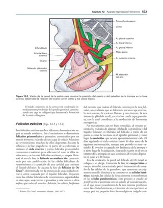 154017468-Anatomia-Humana-Garcia-Porrero-pdf.pdf