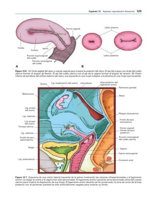 154017468-Anatomia-Humana-Garcia-Porrero-pdf.pdf