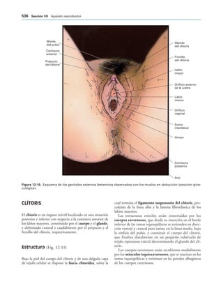 154017468-Anatomia-Humana-Garcia-Porrero-pdf.pdf