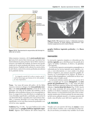 154017468-Anatomia-Humana-Garcia-Porrero-pdf.pdf