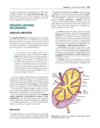 154017468-Anatomia-Humana-Garcia-Porrero-pdf.pdf