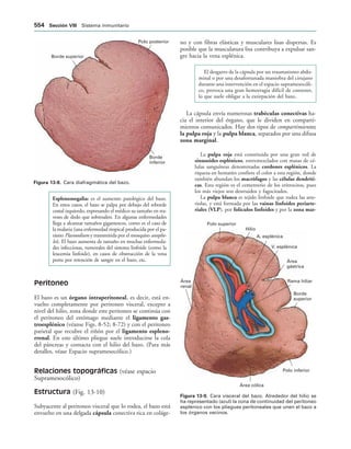 154017468-Anatomia-Humana-Garcia-Porrero-pdf.pdf