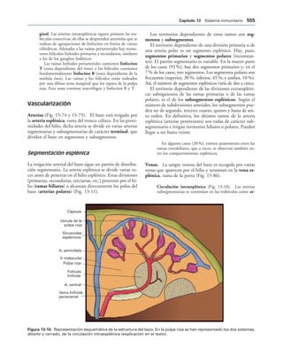 154017468-Anatomia-Humana-Garcia-Porrero-pdf.pdf