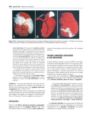 154017468-Anatomia-Humana-Garcia-Porrero-pdf.pdf