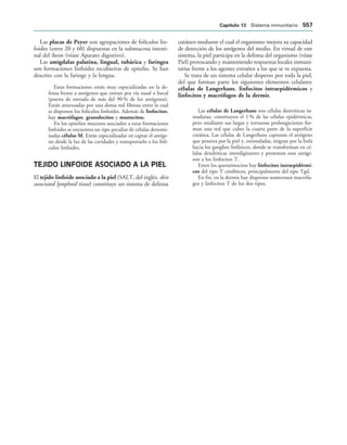 154017468-Anatomia-Humana-Garcia-Porrero-pdf.pdf