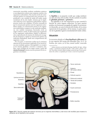 154017468-Anatomia-Humana-Garcia-Porrero-pdf.pdf
