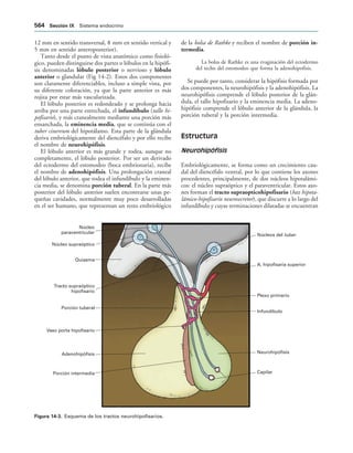 154017468-Anatomia-Humana-Garcia-Porrero-pdf.pdf