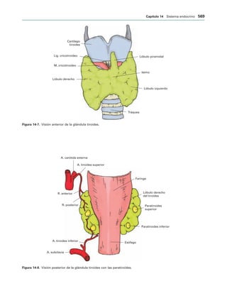 154017468-Anatomia-Humana-Garcia-Porrero-pdf.pdf