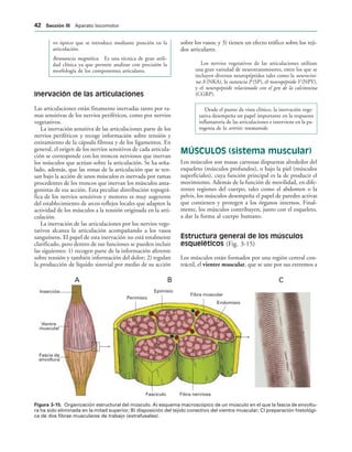 Inserción
Vientre
muscular
Fascia de
envoltura
Perimisio
Epimisio
Fibra muscular
Endomisio
Fibra nerviosa
Fascículo
A B C
IGURA   Organización estructural del músculo. A) esquema macroscópico de un músculo en el que la fascia de envoltu-
ra ha sido eliminada en la mitad superior; B) disposición del tejido conectivo del vientre muscular; C) preparación histológi-
ca de dos fibras musculares de trabajo (extrafusales).
vo óptico que se introduce mediante punción en la
articulación.
Resonancia magnética. Es una técnica de gran utili-
dad clínica ya que permite analizar con precisión la
morfología de los componentes articulares.
Inervación de las articulaciones
Las articulaciones están finamente inervadas tanto por ra-
mas sensitivas de los nervios periféricos, como por nervios
vegetativos.
La inervación sensitiva de las articulaciones parte de los
nervios periféricos y recoge información sobre tensión y
estiramiento de la cápsula fibrosa y de los ligamentos. En
general, el origen de los nervios sensitivos de cada articula-
ción se corresponde con los troncos nerviosos que inervan
los músculos que actúan sobre la articulación. Se ha seña-
lado, además, que las zonas de la articulación que se ten-
san bajo la acción de unos músculos es inervada por ramas
procedentes de los troncos que inervan los músculos anta-
gonistas de esa acción. Esta peculiar distribución topográ-
fica de los nervios sensitivos y motores es muy sugerente
del establecimiento de arcos reflejos locales que adapten la
actividad de los músculos a la tensión originada en la arti-
culación.
La inervación de las articulaciones por los nervios vege-
tativos alcanza la articulación acompañando a los vasos
sanguíneos. El papel de esta inervación no está totalmente
clarificado, pero dentro de sus funciones se pueden incluir
las siguientes: 1) recogen parte de la información aferente
sobre tensión y también información del dolor; 2) regulan
la producción de líquido sinovial por medio de su acción
sobre los vasos; y 3) tienen un efecto trófico sobre los teji-
dos articulares.
Los nervios vegetativos de las articulaciones utilizan
una gran variedad de neurotransmisores, entre los que se
incluyen diversos neuropéptidos tales como la neurocini-
na A (NKA), la sustancia P (SP), el neuropéptido Y (NPY),
y el neuropéptido relacionado con el gen de la calcitonina
(CGRP).
Desde el punto de vista clínico, la inervación vege-
tativa desempeña un papel importante en la respuesta
inflamatoria de las articulaciones e interviene en la pa-
togenia de la artritis reumatoide.
MÚSCULOS (sistema muscular)
Los músculos son masas carnosas dispuestas alrededor del
esqueleto (músculos profundos), o bajo la piel (músculos
superficiales), cuya función principal es la de producir el
movimiento. Además de la función de movilidad, en dife-
rentes regiones del cuerpo, tales como el abdomen o la
pelvis, los músculos desempeña el papel de paredes activas
que contienen y protegen a los órganos internos. Final-
mente, los músculos contribuyen, junto con el esqueleto,
a dar la forma al cuerpo humano.
Estructura general de los músculos
esqueléticos (Fig. 3-15)
Los músculos están formados por una región central con-
tráctil, el vientre muscular, que se une por sus extremos a
 3ECCIØN ))) Aparato locomotor
 