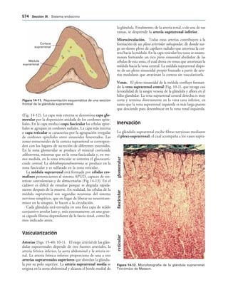 154017468-Anatomia-Humana-Garcia-Porrero-pdf.pdf