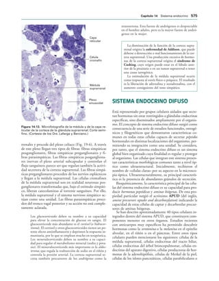 154017468-Anatomia-Humana-Garcia-Porrero-pdf.pdf
