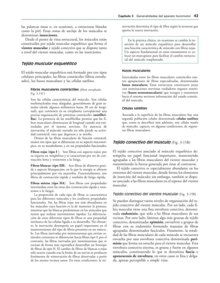 las palancas óseas o, en ocasiones, a estructuras blandas
como la piel. Estas zonas de anclaje de los músculos se
denominan inserciones.
Desde el punto de vista estructural, los músculos están
constituidos por tejido muscular esquelético que forma el
vientre muscular y tejido conectivo que se dispone tanto
a nivel del vientre muscular, como en las inserciones.
Tejido muscular esquelético
El tejido muscular esquelético está formado por tres tipos
celulares principales, las fibras contráctiles (fibras extrafu-
sales), los husos musculares y las células satélites.
Fibras musculares contráctiles (fibras extrafusales.
Fig. 3-15C)
Son las células características del músculo. Son células
multinucleadas muy alargadas, generalmente de gran ta-
maño (desde algunos milímetros hasta 30 cm de longi-
tud), que contienen en su citoplasma (sarcoplasma) una
precisa organización de proteínas contráctiles (miofibri-
llas). La presencia de las miofibrillas permite que las fi-
bras musculares disminuyan de longitud cuando son esti-
muladas por el sistema nervioso. En ausencia de
inervación, el músculo estriado no sólo pierde su activi-
dad contráctil, sino que degenera y se atrofia.
Dentro de las fibras musculares de función contráctil,
existen tres tipos que se diferencian en su aspecto macroscó-
pico, en su metabolismo, y en sus propiedades funcionales:
Fibras rojas (tipo I ). Son fibras con aspecto rojizo por
su riqueza en mioglobina y se caracterizan por ser de con-
tracción lenta y resistentes a la fatiga.
Fibras blancas (tipo IIB). Son fibras de diámetro gran-
de y aspecto blanquecino, en la que la energía se obtiene
principalmente por vía anaerobia. Funcionalmente, son
fibras de contracción rápida y también de fatiga rápida.
Fibras mixtas (tipo IIA). Son fibras con propiedades
intermedias entre las otras dos (contracción rápida y resis-
tentes a la fatiga).
La proporción de cada tipo de fibras es característica
para los diferentes músculos y les confieren propiedades
funcionales. Así, las fibras rojas son más abundantes en
los músculos cuya función es la de mantener la postura,
mientras que las blancas predominan en los músculos que
tienen que realizar movimientos rápidos. La diferencia-
ción de estos diferentes tipos de fibras es una propiedad
intrínseca de las células ligada a su desarrollo. No obstan-
te, la inervación desempeña un papel importante en el
mantenimiento del tipo de fibras presentes en un múscu-
lo. Las fibras inervadas por motoneuronas que envían es-
tímulos continuos se diferencian hacia fibras tipo I; por el
contrario, las fibras inervadas por motoneuronas que se
excitan de forma más esporádica desarrollan un fenotipo
de fibras de tipo II. El cambio de fibras de blancas a rojas
sólo ocurre cuando tras la lesión de un nervio se producen
fenómenos de reinervación de fibras denervadas a partir
de los axones vecinos sanos. En estas condiciones, la rei-
nervación determina el tipo de fibra según la neurona que
aporta la nueva inervación.
En la práctica clínica, en ocasiones se cambia la in-
serción de un músculo esquelético para desarrollar
una función característica de músculo con fibras rojas.
Un aspecto fundamental en estos tratamientos es co-
locar un marcapasos para facilitar el cambio estructu-
ral del músculo trasplantado.
Husos musculares
Intercaladas entre las fibras musculares contráctiles exis-
ten agrupaciones de fibras especializadas, denominadas
husos musculares. Estas estructuras constituyen junto
con terminaciones nerviosas verdaderos órganos sensiti-
vos (husos neuromusculares) que recogen y transmiten
hacia el sistema nervioso información del estado contrác-
til del músculo.
Células satélites
Asociada a la superficie de las fibras musculares hay una
segunda población celular denominada células satélites
que, como se describirá más adelante, son células madre
de músculo, capaces, en algunas condiciones, de regene-
rar fibras musculares.
Tejido conectivo del músculo (Fig. 3-15B)
El tejido conectivo asociado al músculo esquelético de-
sempeña un papel funcional importante, manteniendo
agrupadas a las fibras musculares del vientre muscular y
transmitiendo la fuerza generada por éstas al contraerse.
El tejido conectivo es especialmente abundante en los
extremos del vientre muscular, donde forma los elementos
de inserción del músculo; sin embargo, también se dispo-
ne asociado a las fibras musculares en el espesor del vientre
muscular.
Tejido conectivo del vientre muscular (Fig. 3-15B)
Se pueden distinguir varios niveles de organización del te-
jido conectivo del vientre múscular. Por un lado, cada fi-
bra muscular tiene una fina envoltura conectiva, denomi-
nada endomisio, que aísla a las fibras musculares de sus
vecinas. Por otro lado, láminas algo más gruesas de tejido
conectivo, denominadas epimisio, envuelven a grupos de
fibras con su endomisio formando manojos de fibras
agrupadas denominados fascículos. Finamente, la totali-
dad de las fibras musculares de cada músculo se encuentra
envuelta por una envoltura conectiva denominada peri-
misio que forma un estuche para el vientre muscular. Esta
envoltura conectiva externa, es gruesa y fuerte en algunos
músculos, constituyendo lo que se denomina fascia o
aponeurosis de envoltura; en otros casos es fina y delga-
da, apenas perceptible a simple vista.
#APÓTULO  Generalidades del aparato locomotor 
 