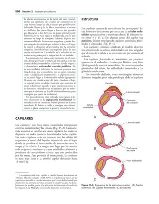 154017468-Anatomia-Humana-Garcia-Porrero-pdf.pdf