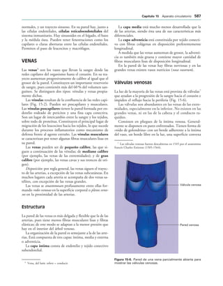 154017468-Anatomia-Humana-Garcia-Porrero-pdf.pdf