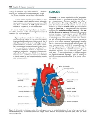 154017468-Anatomia-Humana-Garcia-Porrero-pdf.pdf