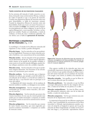 !  #
$
%
IGURA   Esquema de diferentes tipos de músculos. A)
músculo monogástrico de fibras paralelas; B) músculo se-
mipeniforme; C) músculo peniforme; D) músculo poligás-
trico; E) músculo digástrico.
Tejido conectivo de las inserciones musculares
En los extremos del músculo el tejido conectivo se con-
densa, formando zonas exclusivamente fibrosas, mediante
las cuales el músculo se une a sus puntos de inserción.
Cuando estos dispositivos fibrosos de inserción están muy
poco desarrollados, se habla de inserciones carnosas.
Cuando los dispositivos fibrosos de inserción están más
desarrollados, hecho que ocurre con mayor frecuencia, re-
ciben el nombre de tendón. Los tendones están compues-
tos principalmente por fibras colágenas, lo que les da un
aspecto blanquecino, a veces nacarado. Su forma y su lon-
gitud son variables. Pueden ser redondeados, a modo de
cordones, en forma de cinta o totalmente aplanados. En
este último caso se habla de aponeurosis de inserción.
Morfología y arquitectura
de los músculos (Fig. 3-16)
La morfología y el tamaño de los diferentes músculos del
organismo es muy variada y pueden distinguirse:
Músculos largos. Son los músculos en los que predomi-
na el eje longitudinal. Presentan un vientre muscular acin-
tado o fusiforme y son característicos de las extremidades.
Músculos anchos. Son los músculos en los que predomi-
nan las dimensiones de dos ejes. Tienen aspecto aplanado y
suelen situarse en las paredes de las grandes cavidades o,
como ocurre en el caso del músculo diafragma, pueden for-
mar tabiques anatómicos entre dos cavidades corporales.
Músculos cortos. Son los músculos en los que no predo-
mina ninguna dimensión. Son frecuentes en las articula-
ciones con movimientos poco extensos.
Músculos anulares. Son los músculos que se disponen
alrededor de orificios, por ejemplo a nivel del orificio bu-
cal (orbicular de los labios) o a nivel del ano (esfínter es-
triado del ano), y cuya función suele ser participar en el
cierre del orificio.
La disposición del vientre muscular y de los tendones de
inserción también es variable, y se distinguen en este sentido:
Músculos monogástricos. Son los músculos que están
constituidos por un único vientre muscular y dos extre-
mos de inserción.
Músculos digástricos. Son los músculos que poseen dos
vientres musculares. En este caso, los vientres pueden estar
unidos por un tendón intermedio o compartir un tendón
de inserción común en uno de los extremos de los vientres
musculares.
Músculos poligástricos. Son los músculos que constan
de varios vientres musculares, que están engarzados por
sucesivos tendones intermedios o comparten un tendón
de inserción común.
Otro aspecto variable de los músculos que tiene una
considerable importancia funcional es su arquitectura, es
decir, la forma en que quedan alineadas las fibras muscu-
lares del vientre muscular con sus tendones de inserción.
Con arreglo a este criterio, se clasifica a los músculos en:
Músculos acintados. Son aquéllos en que las fibras tie-
nen la misma dirección que los tendones.
Músculos peniformes. Son músculos en que las fibras
convergen oblicuamente sobre los dos márgenes del ten-
dón, a modo de las barbas de una pluma en su tallo.
Músculos semipeniformes. En éstos las fibras conver-
gen oblicuamente solamente sobre uno de los lados del
tendón, a modo de media pluma.
Músculos compuestos. Son los que contienen una com-
binación de las disposiciones anteriores.
La importancia funcional de esta diferente arquitectura
se debe a que la posibilidad de acortamiento de las fibras
musculares es limitada (aproximadamente pueden acor-
tarse a la mitad de su longitud en reposo), por lo que los
músculos de fibras longitudinales al tendón son los de fi-
bras más largas y, en particular, especialmente eficaces
 3ECCIØN ))) Aparato locomotor
 