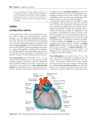 154017468-Anatomia-Humana-Garcia-Porrero-pdf.pdf