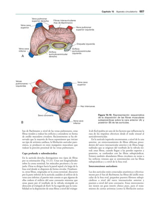 154017468-Anatomia-Humana-Garcia-Porrero-pdf.pdf