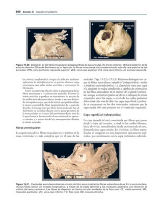154017468-Anatomia-Humana-Garcia-Porrero-pdf.pdf