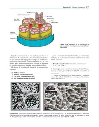 154017468-Anatomia-Humana-Garcia-Porrero-pdf.pdf