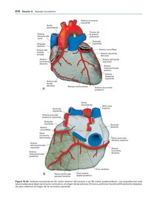 154017468-Anatomia-Humana-Garcia-Porrero-pdf.pdf