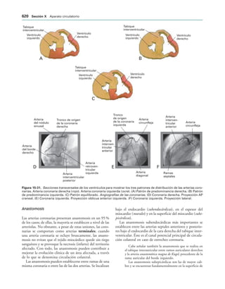 154017468-Anatomia-Humana-Garcia-Porrero-pdf.pdf