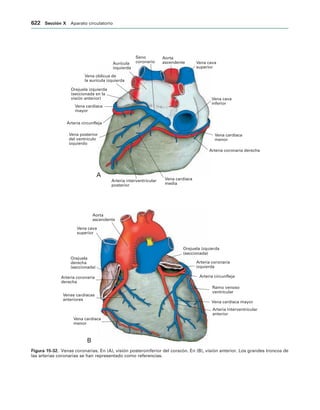 154017468-Anatomia-Humana-Garcia-Porrero-pdf.pdf