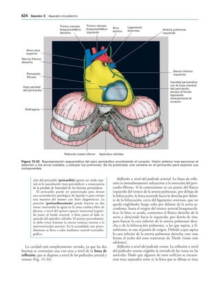 154017468-Anatomia-Humana-Garcia-Porrero-pdf.pdf