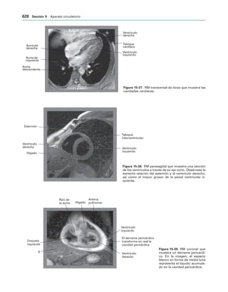 154017468-Anatomia-Humana-Garcia-Porrero-pdf.pdf