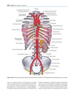 154017468-Anatomia-Humana-Garcia-Porrero-pdf.pdf