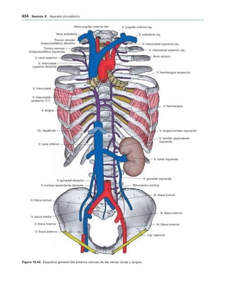 154017468-Anatomia-Humana-Garcia-Porrero-pdf.pdf