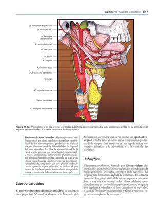 154017468-Anatomia-Humana-Garcia-Porrero-pdf.pdf