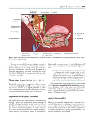 154017468-Anatomia-Humana-Garcia-Porrero-pdf.pdf