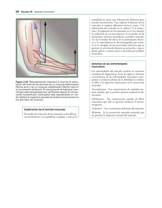 IGURA   Representación mecánica a nivel de la articu-
lación del codo de las acciones de un músculo balanceador
(flecha azul) y de un músculo estabilizador (flecha roja) en
el movimiento de flexión. El componente de balanceo (cen-
trífugo) está representado por las flechas negras. El compo-
nente transarticular (centrípeto) está representado en ver-
de. Nótese la magnitud opuesta de ambos componentes en
los dos tipos de músculo.
Exploración de la función muscular
El estudio de la función de los músculos en los diferen-
tes movimientos es un problema complejo, y aún en la
actualidad no existe una información definitiva para
muchos movimientos. Para explorar la función de los
músculos se emplean diferentes técnicas, como: 1) la
observación del músculo en el cadáver; 2) la inspec-
ción y la palpación de los músculos en el vivo durante
la realización de un movimiento; 3) el estudio de las
alteraciones motoras secundarias a parálisis muscula-
res; 4) el estudio del efecto de la estimulación eléctri-
ca; y 5) especialmente la electromiografía, que consis-
te en la recogida de los potenciales eléctricos que se
generan en un músculo durante su activación, y que se
puede aplicar a sujetos sanos o afectados por parálisis
musculares.
Síntomas de las enfermedades
musculares
Las enfermedades del músculo resultan en ocasiones
complejas de diagnosticar. Entre los signos y síntomas
característicos de las enfermedades musculares (mio-
patías) se incluyen además de la debilidad, la atrofia y
el dolor y las siguientes alteraciones en la contracción
muscular:
Fasciculaciones. Son contracciones de unidades mo-
toras aisladas, que se pueden apreciar mediante la ob-
servación.
Fibrilaciones. Son contracciones aisladas de fibras
musculares que sólo se aprecian mediante el electro-
miograma.
Calambres. Son contracturas dolorosas del músculo.
Miotonía. Es la contracción muscular sostenida que
no permite la relajación normal del músculo.
 3ECCIØN ))) Aparato locomotor
 