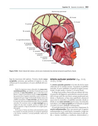 154017468-Anatomia-Humana-Garcia-Porrero-pdf.pdf